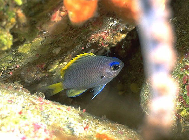 Chromis mirationis